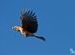 in flight