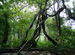 konni forest