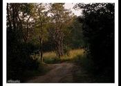 corbet afternoon by sukantamit.  Tags: Jim Corbett National Park.