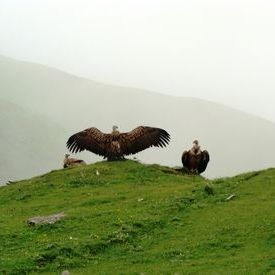 Roopkund Trek - Vultures at Bedni: Roopkund Trek - Vultures at Bedni Roopkund Trek - Vultures at Bedni: Roopkund Trek - Vultures at Bedni