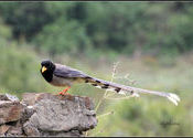 Yellow-billed Blue Magpie by dkg2000.  Tags: paro, Bhutan.