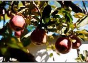 Apples of Kinnaur by Bandwidth.  Tags: Himachal Pradesh, Kinnaur.