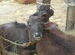 Smiling Cow