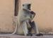 Monkey Manners