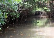 Mangrove landscape, Pichavaram by vonkla.  Tags: Tamil Nadu, Chidambaram, Landscapes.