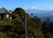 Mt. Kanchenjunga from Chintapur Trekkers hut by somnath.  Tags: Maimajhuwa, Maipokhari, Chintapur, Kanchenjunga.