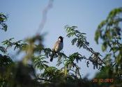 picture 3 by paulomi.  Tags: Gujarat, Jamnagar, Khijadiya Bird Sanctuary.