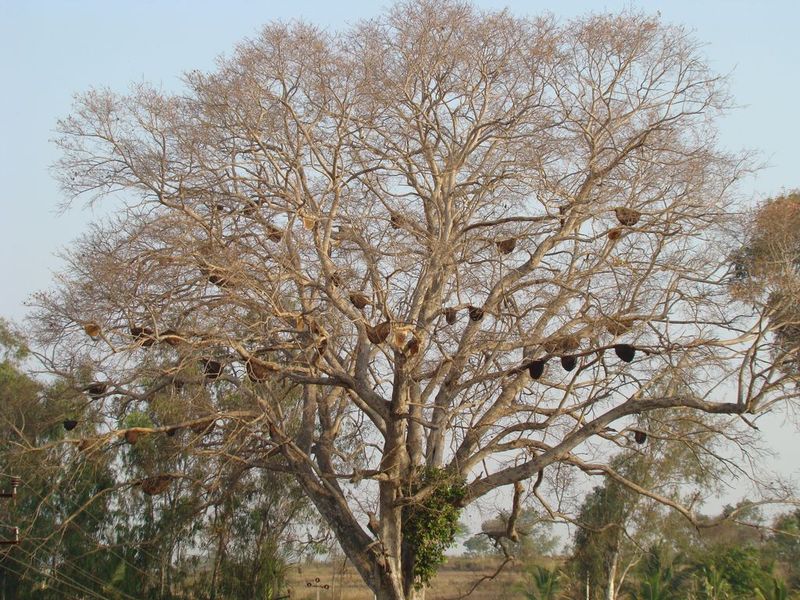 Too Many Honeybee Hives in a single tree India Travel