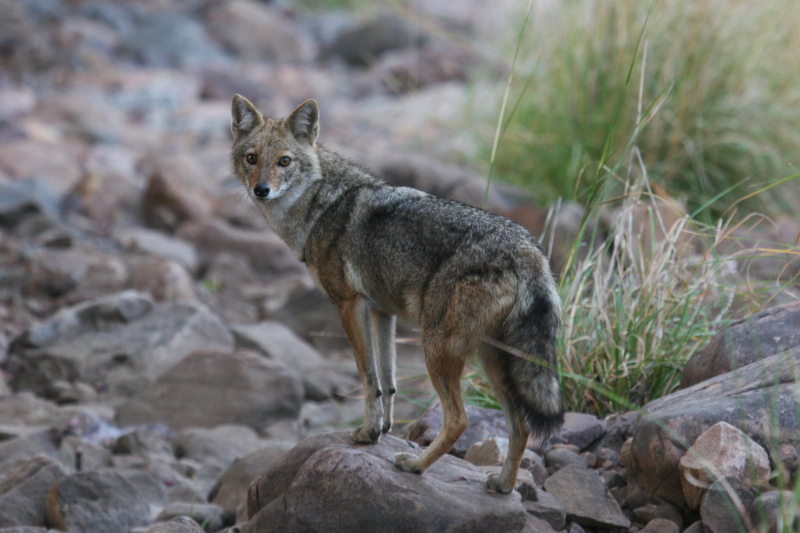 Jackal - India Travel Forum | IndiaMike.com