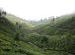 tea terraces, Munnar