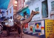 Camel Cart,  Karauli by TracyB.  Tags: Karauli, Rajasthan, City Life, camel.