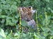 Big Cat