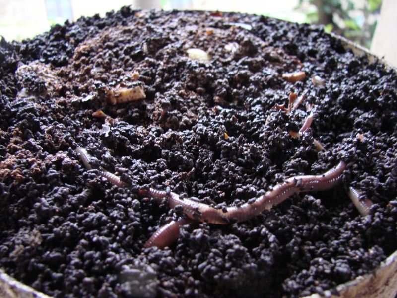 Rich Vermi Compost India Travel Forum