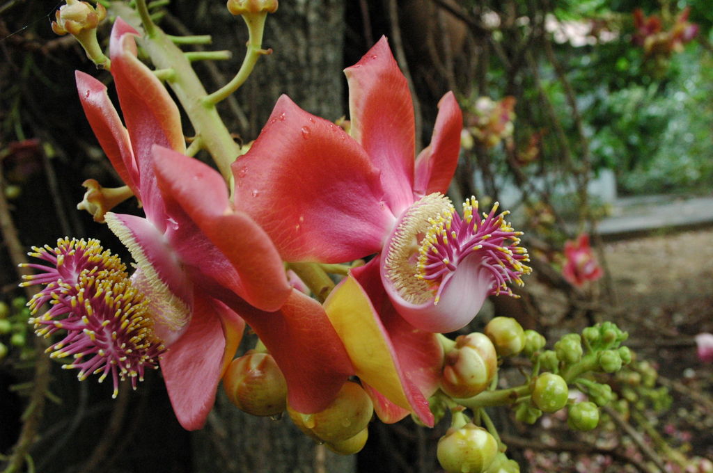 Flower in Chennai India Travel Forum