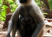Loving Mother by Dhrubatara.  Tags: Amarkantak.