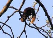 Giant Malibar Squirrel by tripsammy.  Tags: squirrel, Nagarhole National Park.