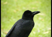 Crow by arijitchaki.  Tags: Lal Bagh, crow.