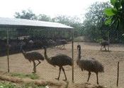 Emu Firm near Nirmaljhara by debdasd.  Tags: Odisha, nirmaljhara.