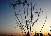 Sunset @ Dehradun by aindril.  Tags: Uttarakhand, Dehradun, bidholi, Sunsets.