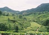 munnar landscape by Bigzero.  Tags: Munnar, Kerala.