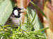 White-cheeked Bulbul--  Pycnonotus leucotis ,