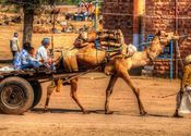 Camel Ride by fotobaba.  Tags: Rajasthan, Nagaur, camel.