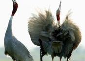 Sarus courtship display by Shivaram1970.  Tags: Rajasthan, Bharatpur, sarus.