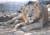 Gir National park by Desertphotographer.  Tags: Junagadh, Gujarat, Wildlife, national, Gir Forest National Park, Indian Wildlife and National Parks.