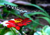 Butterfly by Cheap 'n' Best.  Tags: butterfly, Wildlife Sanctuaries and National Parks.