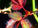 Morning dew