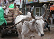 Bullock Cart by BabeInTheWoods.  Tags: Transportation.