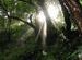Nepalese forest
