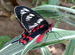 A Very Red Butterfly