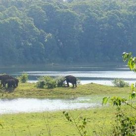 Elephants moving away from our trek path: Elephants moving away from our trek path