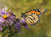 Genuine Butterfly