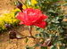 Red Rose