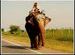 An Elephant on NH 76