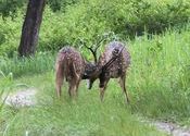 Royal Stags by asprao.  Tags: Chikmagalur, Karnataka, Wildlife Sanctuaries and National Parks.