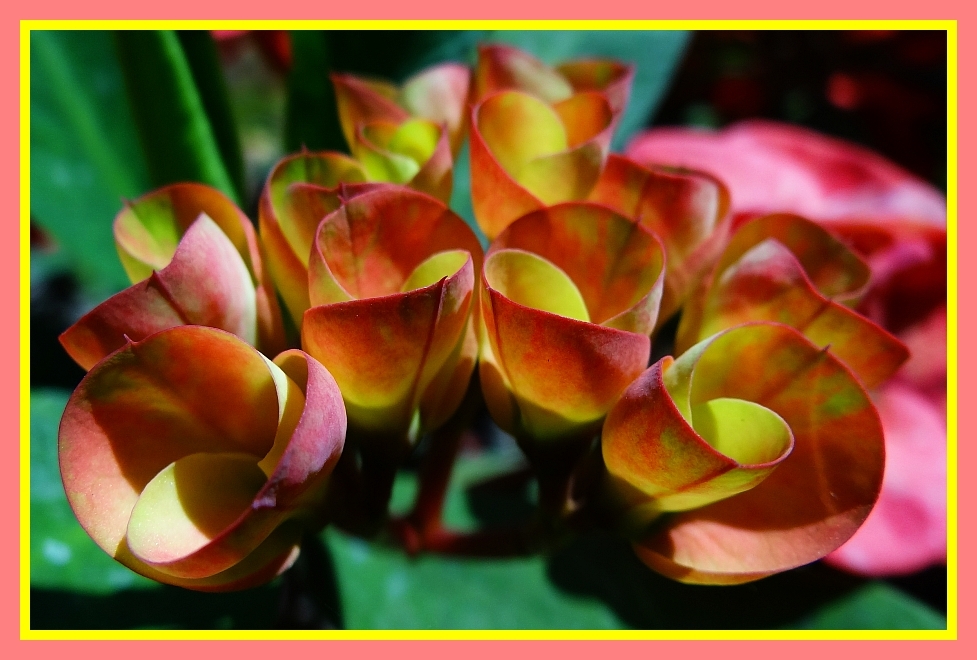 Flowers at Bangalore Garden India Travel Forum