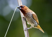 Scaly-breasted Munia by Ananda Banerjee.  Tags: West Bengal, Bishnupur, bankura, munia.
