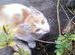 My Sweet Kitten