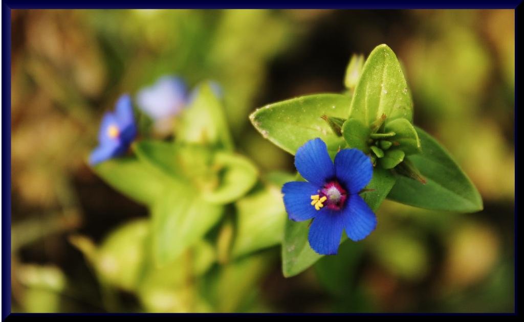 Blue Flowers India Travel Forum