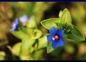 Blue Flowers by Sheli.  Tags: Uttar Pradesh, Muzaffarnagar, flowers.