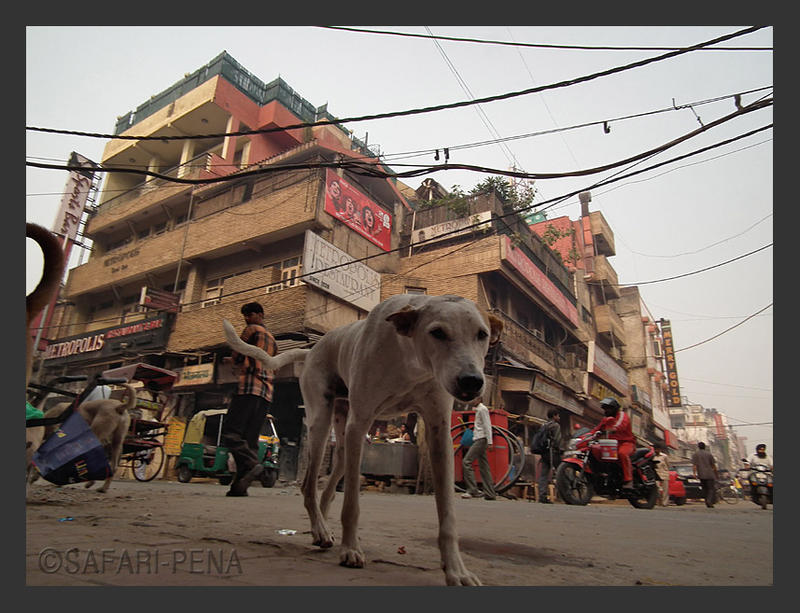 Dog in Paharganj Dog in Paharganj
