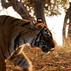 Tiger: Tiger Tiger: Tiger