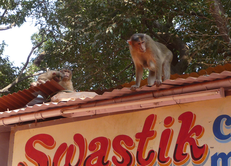 Rhesus monkeys-source of amusement and annoyance Rhesus monkeys-source of amusement and annoyance