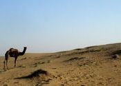 Thar Desert by Soura Brata Roy.  Tags: Thar Desert, Landscapes, desert.