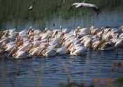 picture 5 by paulomi.  Tags: Gujarat, Jamnagar, Khijadiya Bird Sanctuary.