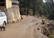 Monkey land by Figment.  Tags: Himachal Pradesh, Mcleod Ganj, monkey.