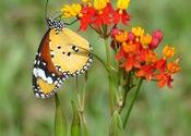 Butterflies3 on asclepias flower @ Periyar by snonymous.  Tags: Kerala, Periyar Tiger Reserve, butterfly, flower, Periyar National Park and Wildlife Sanctuary, Wildlife Sanctuaries and National Parks.